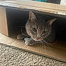 Arnold is registered to the contest to win money with this photo: cat, cardboard_box, carpet, indoor, whiskers, pet, feline, curious, cozy, home, animal, cute, paws, looking, resting, box, domestic, mammal, fur, closeup