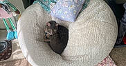 Arnold joined the competition — help win amazing prizes! cat, bean_bag, pillow, blanket, carpet, indoor, sunlight, cozy, gray_cat, cat_tree, doll, wall, power_outlet, floor, knitted_blanket, pet, resting, home_decor, quiet, comfortable