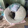 cat, bean_bag, pillow, blanket, carpet, indoor, sunlight, cozy, gray_cat, cat_tree, doll, wall, power_outlet, floor, knitted_blanket, pet, resting, home_decor, quiet, comfortable