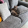 Arnold is registered to the contest to win money with this photo: cat, gray_cat, couch, sofa, pillow, indoor, pet, furniture, relaxed, looking, cozy, home, domestic_animal, resting, textured_pillow, living_room, carpet, collar, animal, cute