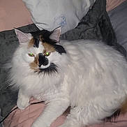 Stella Rose is registered to the contest to win money with this photo: cat, fluffy, white, black_patch, orange_patch, bed, pillow, quilt, resting, indoor, pet, animal, feline, fur, cute, relaxed, comfortable, looking_at_camera, domestic, sleep_area