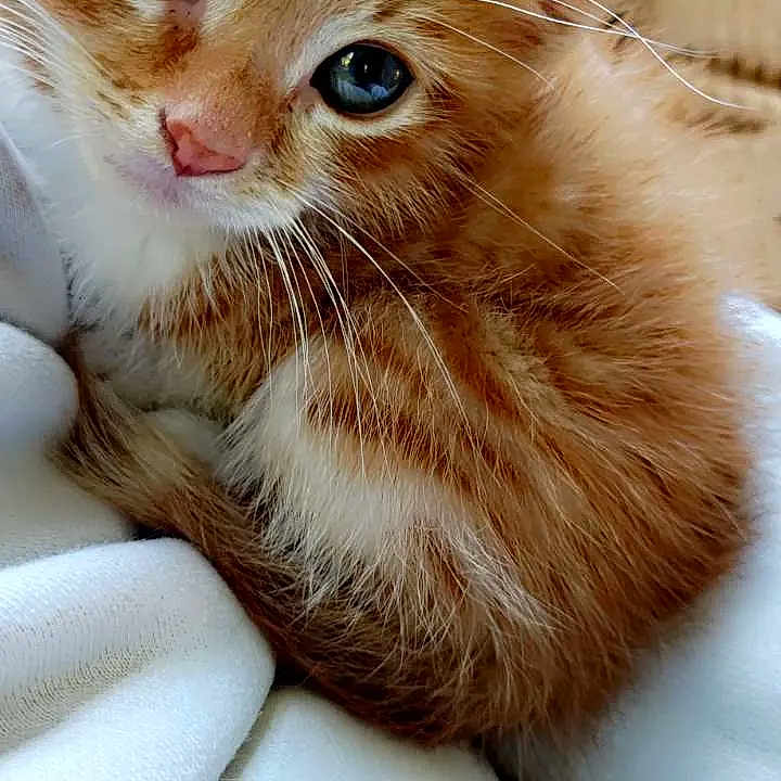 Milo joined the competition — help win amazing prizes! adorable, animal, blanket, cat, close_up, cozy, cute, cute_pet, eyes, feline, fur, indoor, kitten, orange_tabby, pet, resting, small, soft, whiskers, young