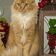 Stevie is registered to the contest to win money with this photo: cat, fluffy, orange_cat, white_paws, green_eyes, sitting, granite_surface, decor, grapevine, lantern, indoor, pet, feline, portrait, animal, closeup, houseplant, still_life, calm, cute