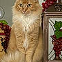 cat, fluffy, orange_cat, white_paws, green_eyes, sitting, granite_surface, decor, grapevine, lantern, indoor, pet, feline, portrait, animal, closeup, houseplant, still_life, calm, cute