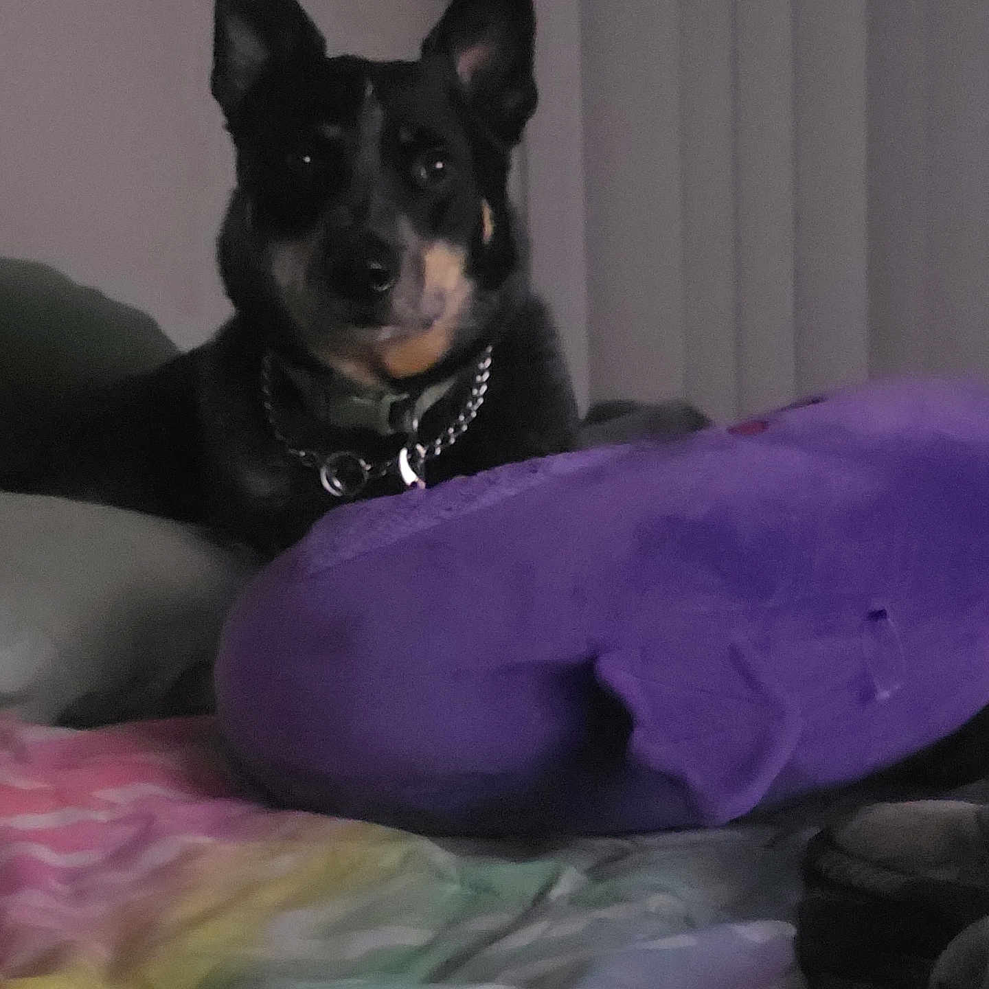 Loki