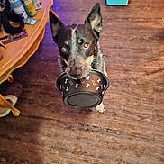Loki is registered to the contest to win money with this photo: animal, black_and_white, bone_pattern, bowl, brown_eyes, curious, dog, dog_bowl, funny, grooming_supplies, home, indoors, looking_at_camera, pet, photography, pointed_ears, portrait, storage_box, toys, wooden_floor
