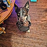 animal, black_and_white, bone_pattern, bowl, brown_eyes, curious, dog, dog_bowl, funny, grooming_supplies, home, indoors, looking_at_camera, pet, photography, pointed_ears, portrait, storage_box, toys, wooden_floor
