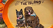 Loki is registered to the contest to win money with this photo: dogs, canines, two_dogs, pet, animal, sitting, panting, tongue_out, leashes, collars, pumpkin, giant_pumpkin, fall, autumn, hay, flowers, outdoor, theme_park, sign, pigeon_forge
