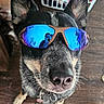 Loki is registered to the contest to win money with this photo: animal, black_and_tan, camera_reflection, close_up, collar, dog, ears, fashionable, funny, household, indoors, laundry_basket, nose, pet, portrait, reflective_lenses, standing, sunglasses, whiskers, wood_floor