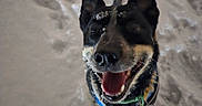 Loki is registered to the contest to win money with this photo: animal, black_and_tan, canine, close_up, collar, dog, ears, fluffy, happy, nose, open_mouth, outdoor, paw_prints, playful, portrait, smiling, snow, teeth, tongue, winter