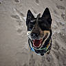 Loki is registered to the contest to win money with this photo: dog, canine, black_and_tan, happy, smiling, open_mouth, tongue, snow, winter, outdoor, portrait, close_up, collar, fluffy, ears, nose, teeth, paw_prints, playful, animal