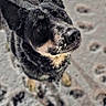 Loki is registered to the contest to win money with this photo: animal, black_dog, brown_eyes, canine, close_up, dirty, dog, fur, ground, muddy, nose, outdoor, pet, playful, pointed_ears, portrait, snout, stones, tan_markings, wet