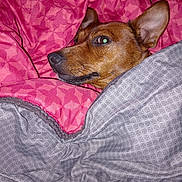 Calina a rejoint le concours — aidez-le/la à gagner de superbes lots ! dog, blanket, bed, cozy, brown_dog, indoor, resting, pet, animal, fur, ear, snout, sleepy, comfort, textile, pattern, closeup, portrait, domestic_animal, relaxing