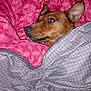 dog, blanket, bed, cozy, brown_dog, indoor, resting, pet, animal, fur, ear, snout, sleepy, comfort, textile, pattern, closeup, portrait, domestic_animal, relaxing