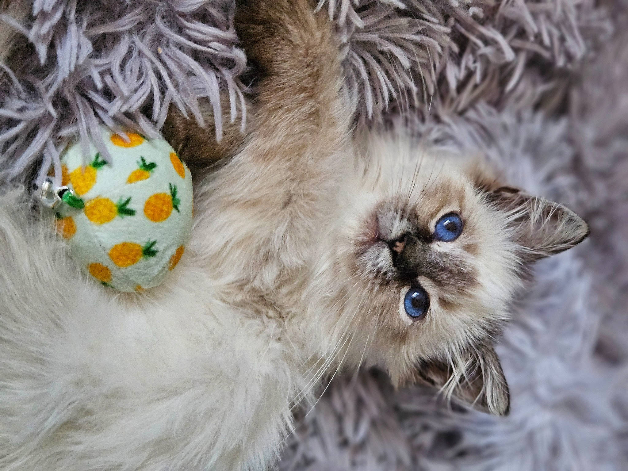Brody joined the competition — help win amazing prizes! balinese, birman, british_longhair, carnivore, cat, claw, close_up, event, fang, fashion_accessory, fawn, felidae, fur, paw, ragdoll, small_to_medium_sized_cats, tail, terrestrial_animal, whiskers, wildlife