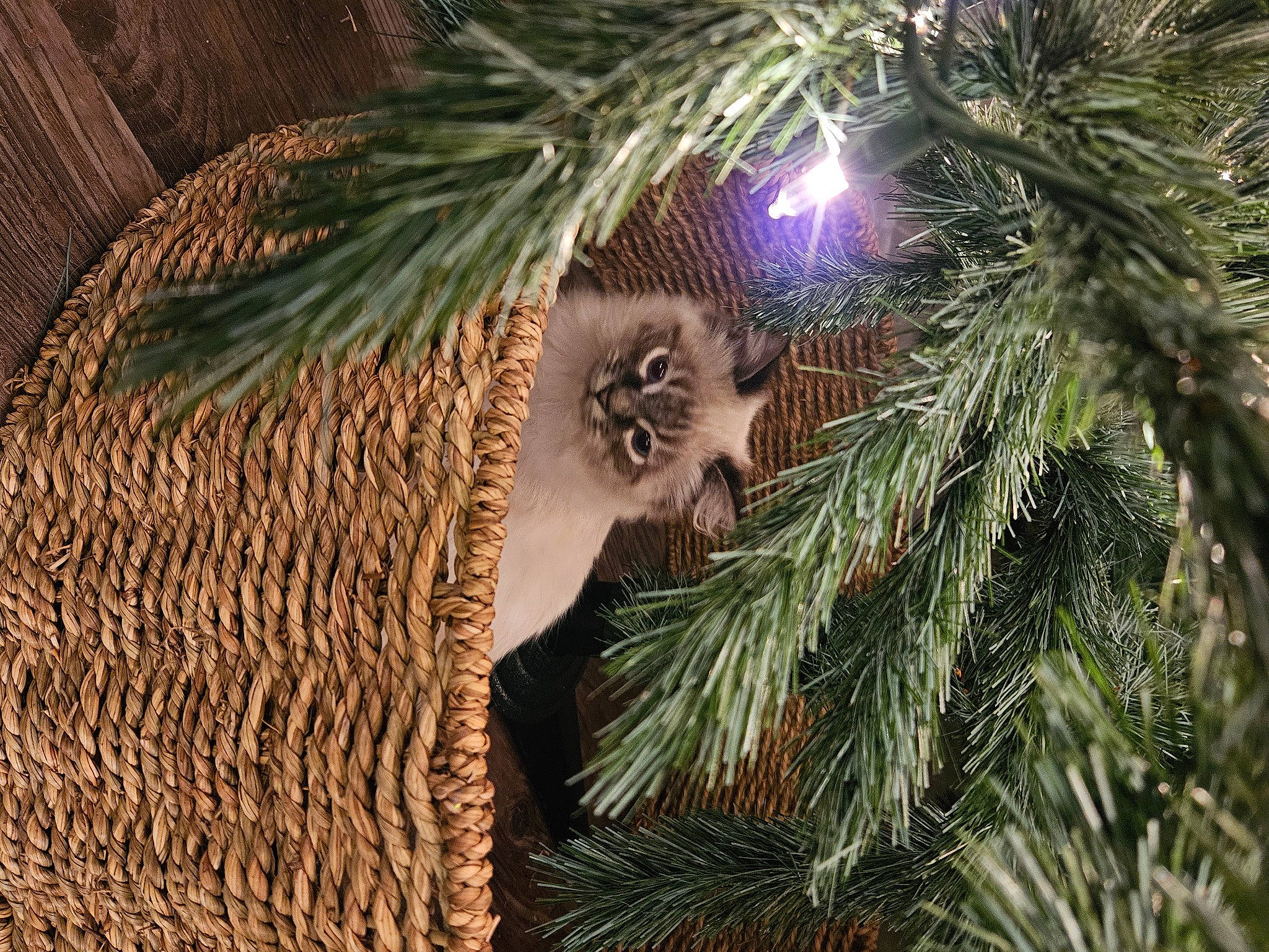 Brody joined the competition — help win amazing prizes! arecales, branch, christmas, christmas_decoration, christmas_eve, christmas_ornament, christmas_tree, event, evergreen, holiday, holiday_ornament, larch, organism, ornament, palm_tree, plant, terrestrial_plant, tree, twig, wood