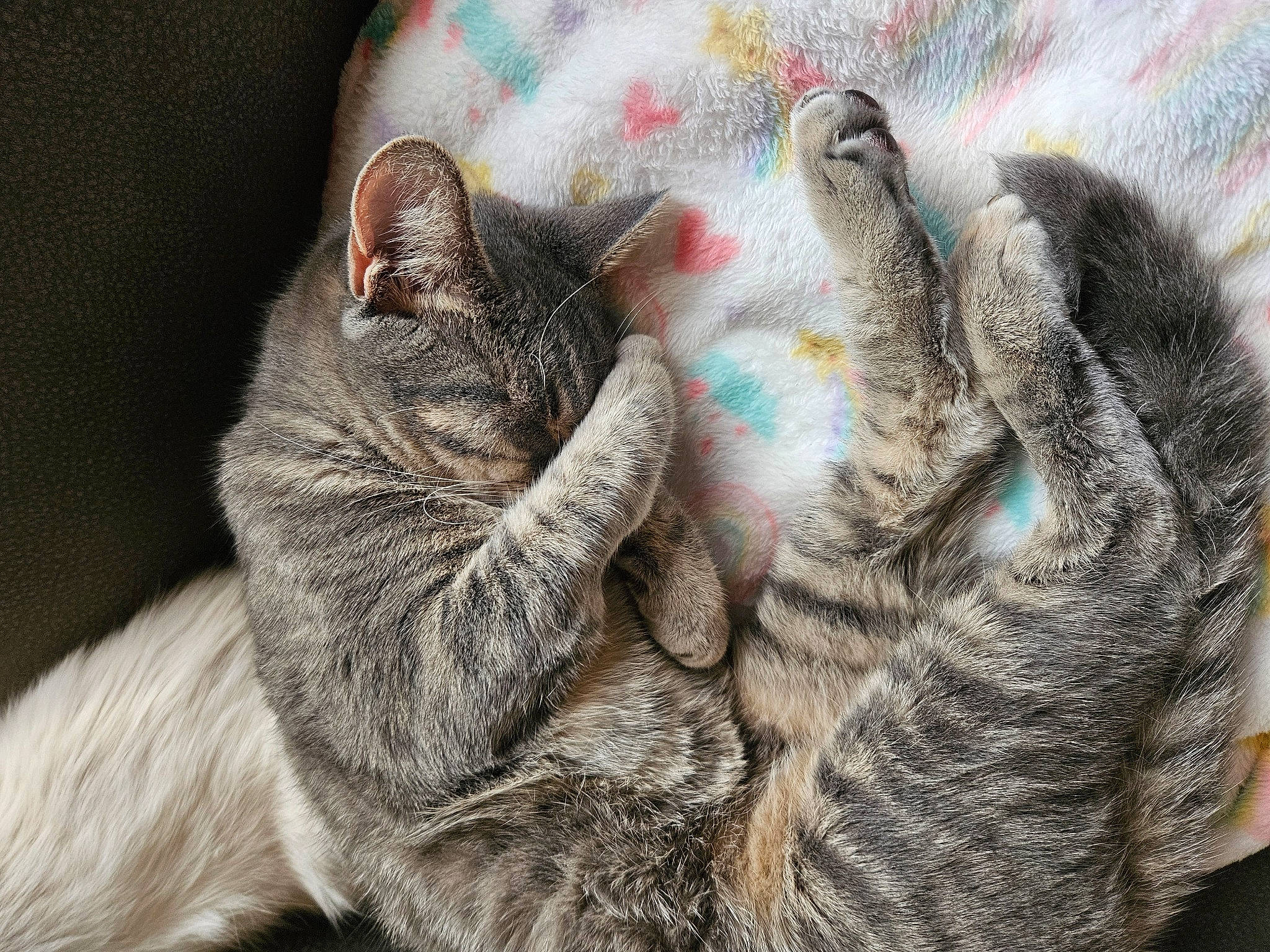 Teenie is registered to the contest to win money with this photo: carnivore, cat, claw, close_up, comfort, domestic_short_haired_cat, ear, felidae, fur, gesture, grey, mammal, nap, paw, sleep, small_to_medium_sized_cats, snout, tail, vertebrate, whiskers