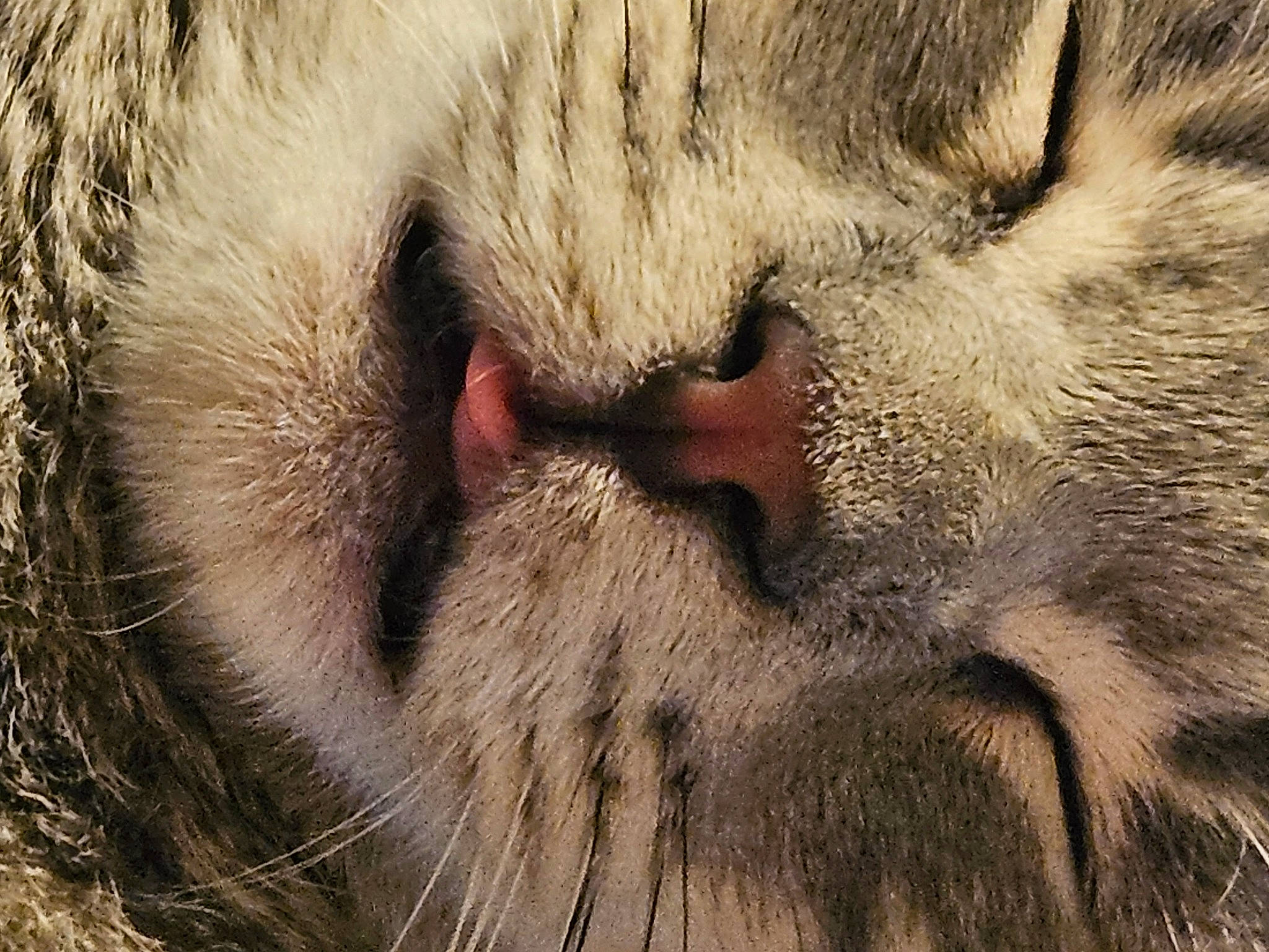 Teenie joined the competition — help win amazing prizes! big_cats, carnivore, cat, claw, close_up, domestic_short_haired_cat, fawn, felidae, foot, fur, nap, paw, sleep, small_to_medium_sized_cats, snout, tail, terrestrial_animal, whiskers, wildlife