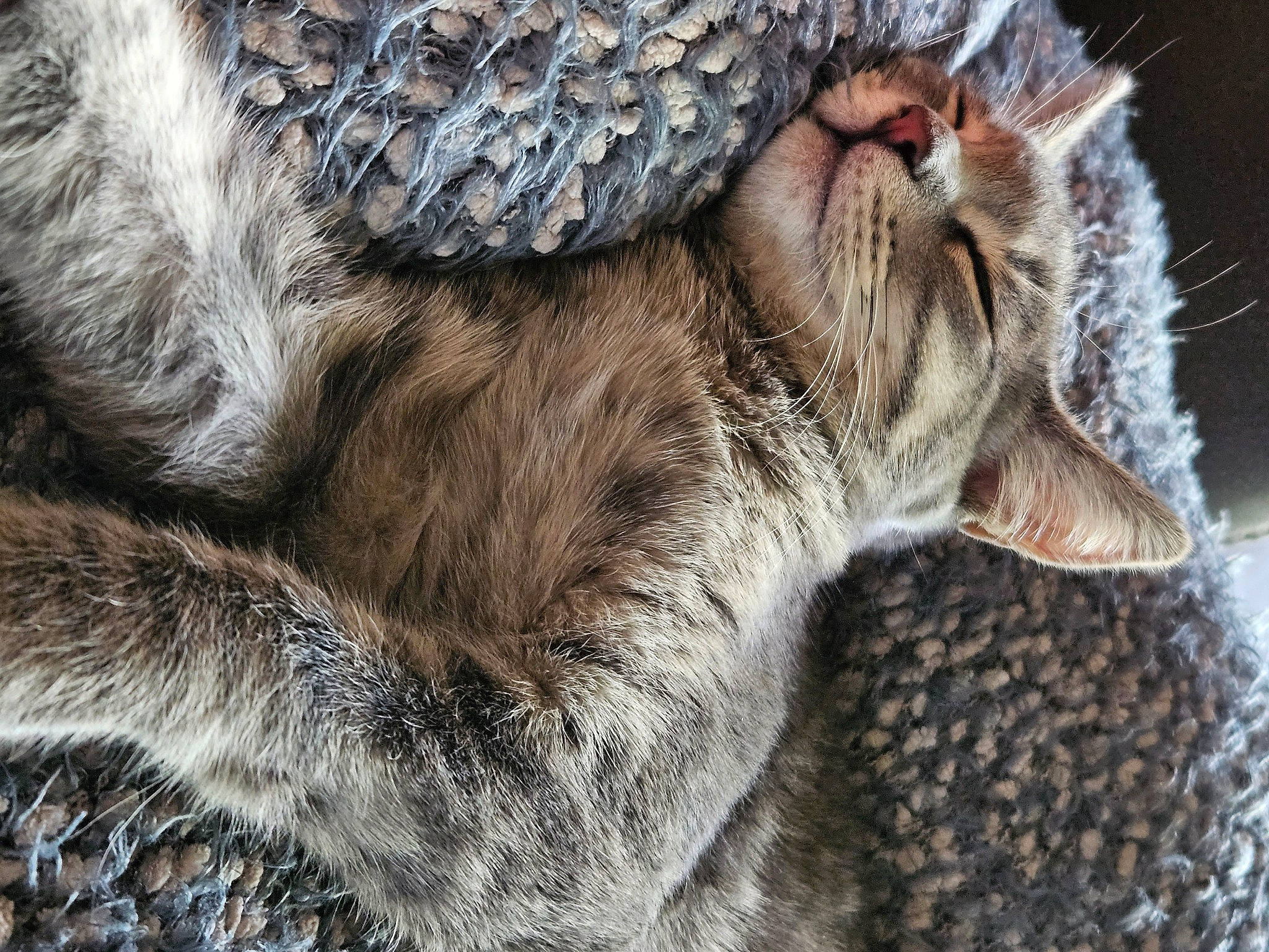 Teenie joined the competition — help win amazing prizes! canidae, carnivore, cat, claw, close_up, domestic_short_haired_cat, fawn, felidae, fur, fur_clothing, paw, small_to_medium_sized_cats, snout, sporting_group, tail, terrestrial_animal, whiskers, wildlife, working_animal, wrinkle