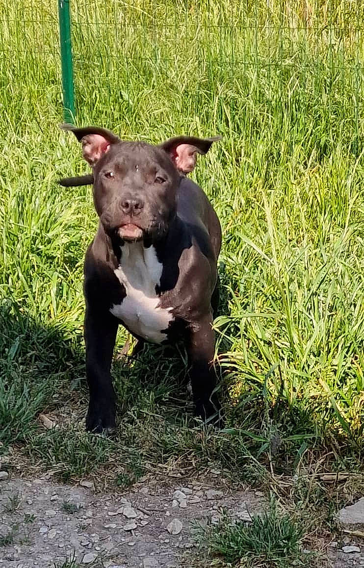 Upa participe au concours pour gagner de l'argent avec cette photo : canidae, canis_panther, carnivore, companion_dog, dog, dog_breed, fawn, grass, grassland, groundcover, liver, mexican_hairless_dog, non_sporting_group, plant, snout, sporting_group, tail, terrestrial_animal, terrestrial_plant, working_animal