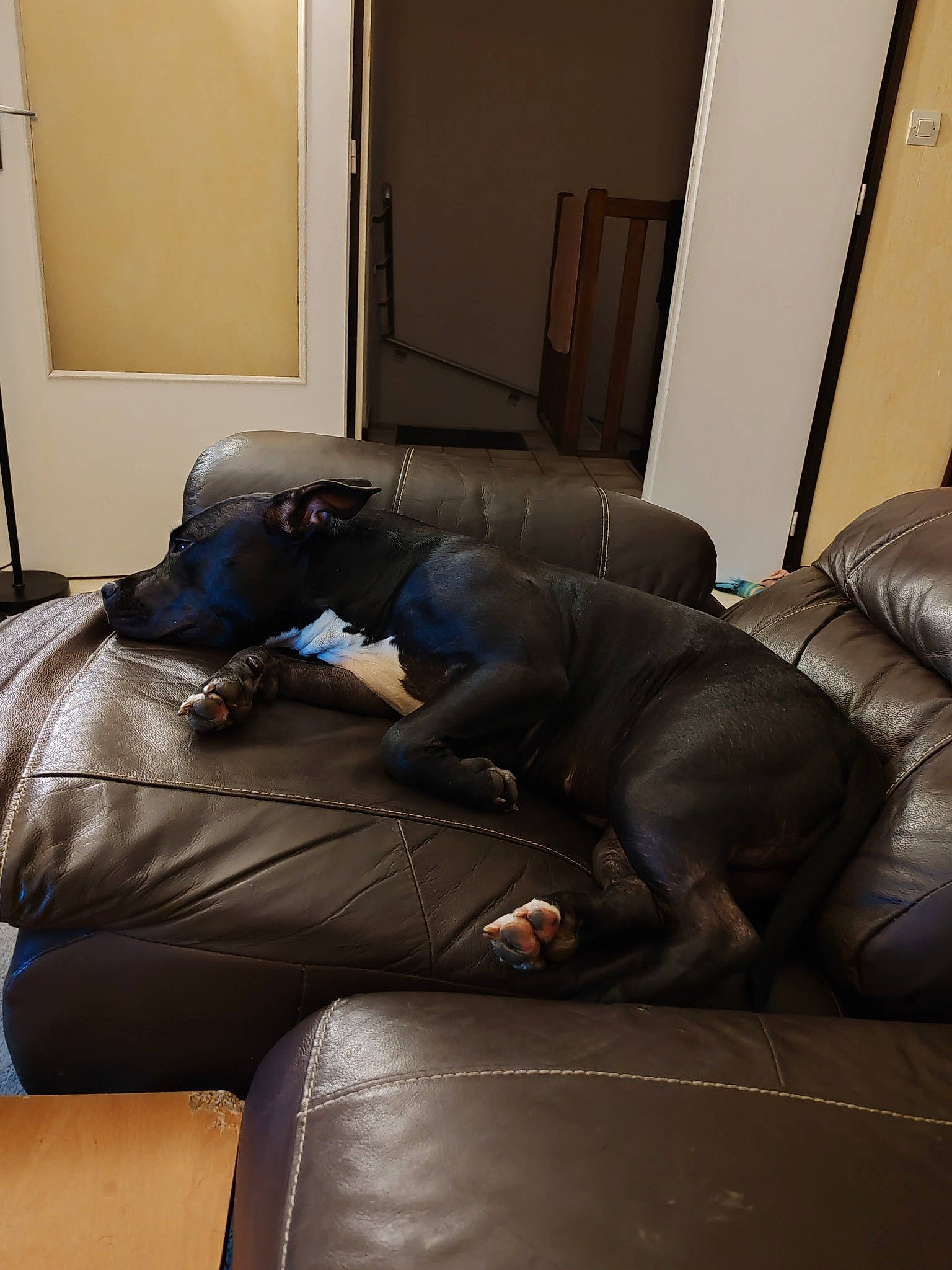 Upa a rejoint le concours — aidez-le/la à gagner de superbes lots ! brown, carnivore, comfort, companion_dog, couch, dog, dog_breed, floor, flooring, grey, hardwood, leather, living_room, room, sitting, sofa_bed, sporting_group, studio_couch, wood, working_animal