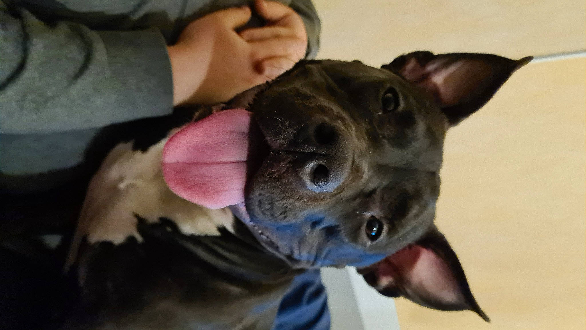 Upa participe au concours pour gagner de l'argent avec cette photo : canidae, carnivore, collar, companion_dog, dog, dog_breed, ear, fawn, felidae, fur, gesture, guard_dog, jaw, mexican_hairless_dog, small_to_medium_sized_cats, snout, sporting_group, toy_dog, whiskers, working_animal