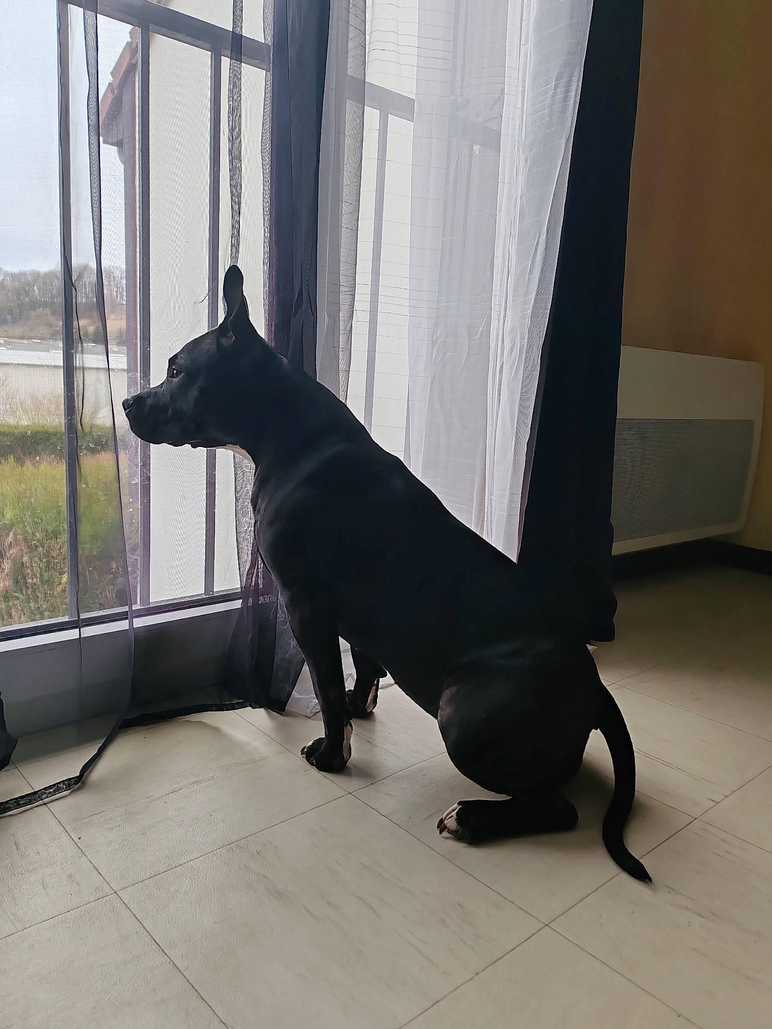 Upa participe au concours pour gagner de l'argent avec cette photo : carnivore, companion_dog, dog, dog_breed, felidae, floor, flooring, grey, guard_dog, mammal, metal, plant, snout, sporting_group, tail, terrestrial_animal, vertebrate, whiskers, window, working_animal