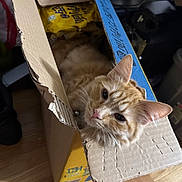 Blaze joined the competition — help win amazing prizes! cat, orange_tabby, cardboard_box, indoor, pet, feline, sleepy, cozy, wooden_floor, clutter, home, animal, cute, fur, whiskers, ears, pink_nose, relaxed, domestic_cat, resting