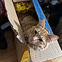 cat, orange_tabby, cardboard_box, indoor, pet, feline, sleepy, cozy, wooden_floor, clutter, home, animal, cute, fur, whiskers, ears, pink_nose, relaxed, domestic_cat, resting