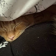 Blaze joined the competition — help win amazing prizes! animal, blanket, cat, closeup, comfort, cozy, cute, domestic, fur, hidden, indoor, nap, nose, orange_cat, pet, resting, sleeping, soft, warm, whiskers