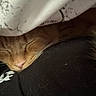 animal, blanket, cat, closeup, comfort, cozy, cute, domestic, fur, hidden, indoor, nap, nose, orange_cat, pet, resting, sleeping, soft, warm, whiskers
