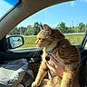Blaze joined the competition — help win amazing prizes! animal, bag, car_interior, cat, collar, fur, greenery, hand, nature, orange_tabby, outdoor_view, person, pet, seat, side_mirror, sunlight, tag, travel, whiskers, window