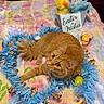 Blaze is registered to the contest to win money with this photo: animal, blanket, bucket, card, cat, colorful, curious, cute, decorations, easter, easter_eggs, festive, garland, ginger_cat, holiday, indoor, orange_cat, pets, plush_toys, relaxed