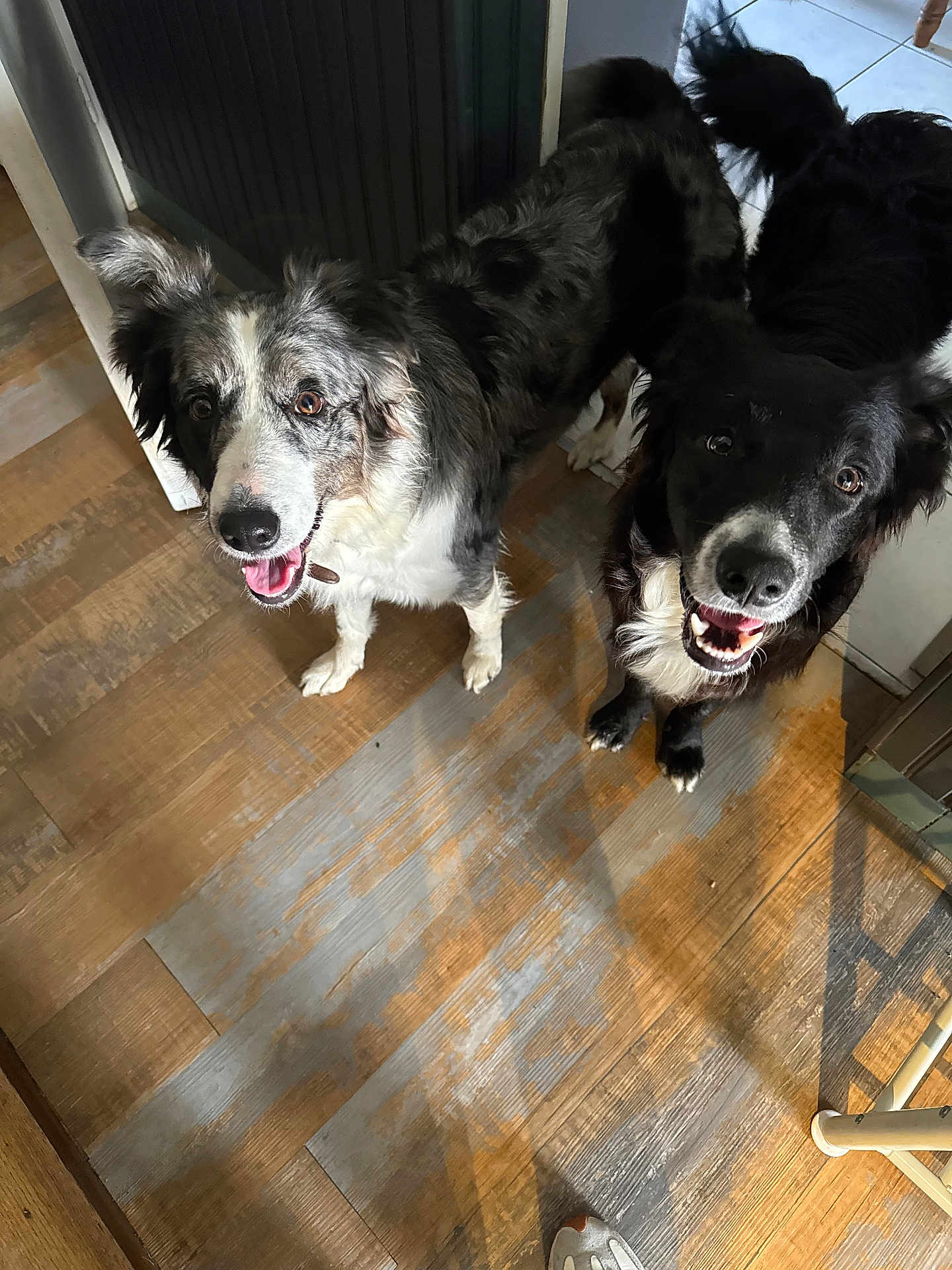 Michonne Et Bruno a rejoint le concours — aidez-le/la à gagner de superbes lots ! dog, happy, indoor, wooden_floor, black_dog, white_and_black_dog, pet, canine, looking_up, ears_up, tongue_out, flooring, shadow, light, mouth_open, collar, playful, domestic_animal, companion, footwear