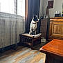 dog, cat, bench, cushion, wooden_floor, curtains, window, indoor, furniture, natural_light, living_room, pet, domestic_animals, wooden_furniture, cozy, resting, companion, curtains_sheer, home_decor, quiet