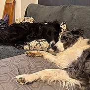 Michonne Et Bruno a rejoint le concours — aidez-le/la à gagner de superbes lots ! dog, sleeping, couch, pillow, black_dog, white_dog, indoor, cozy, resting, pet, animal, fur, closeup, laying_down, home, relaxing, companion, two_dogs, soft_texture, blanket