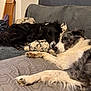 dog, sleeping, couch, pillow, black_dog, white_dog, indoor, cozy, resting, pet, animal, fur, closeup, laying_down, home, relaxing, companion, two_dogs, soft_texture, blanket