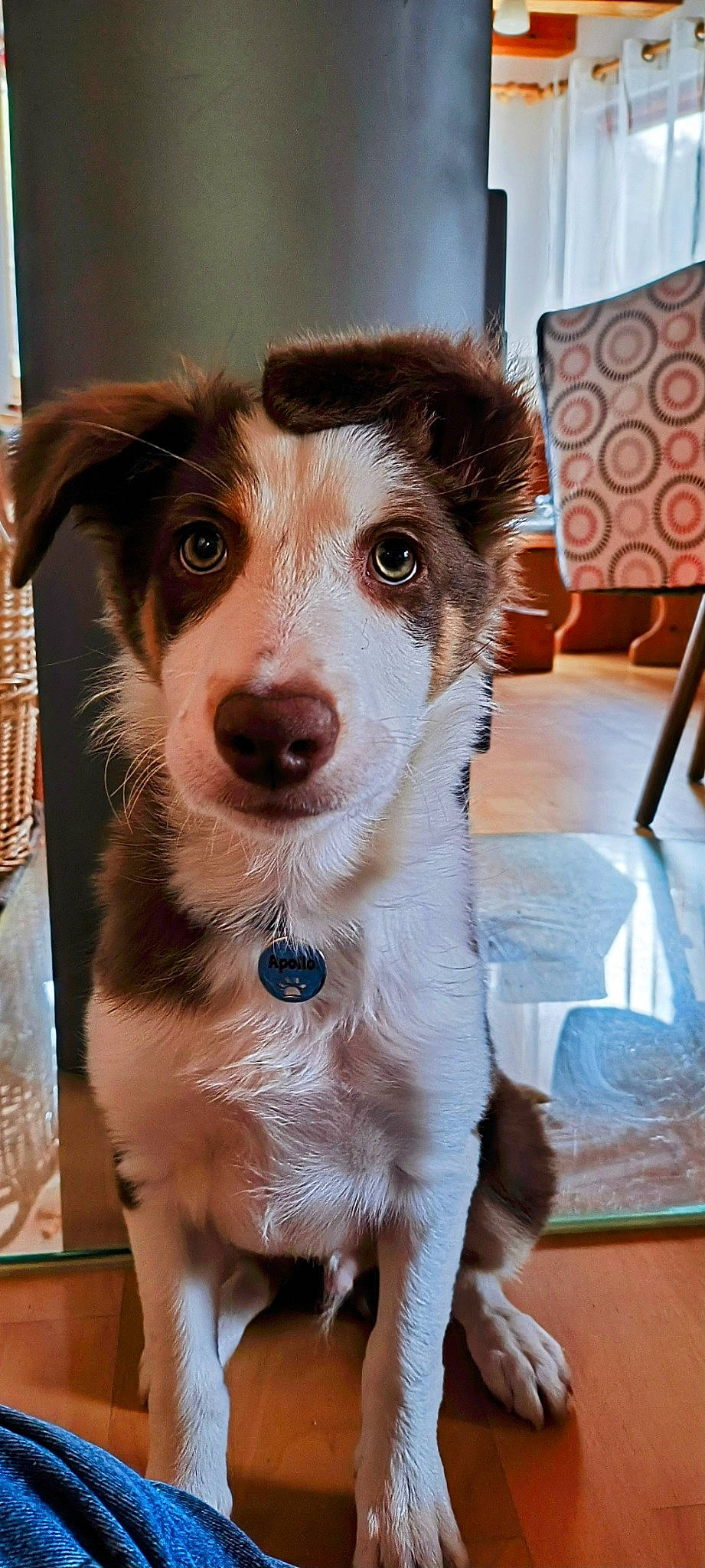 Apollo a rejoint le concours — aidez-le/la à gagner de superbes lots ! ancient_dog_breeds, carnivore, chair, companion_dog, dog, dog_breed, door, fawn, flooring, fur, hardwood, snout, sporting_group, terrestrial_animal, whiskers, working_animal, working_dog