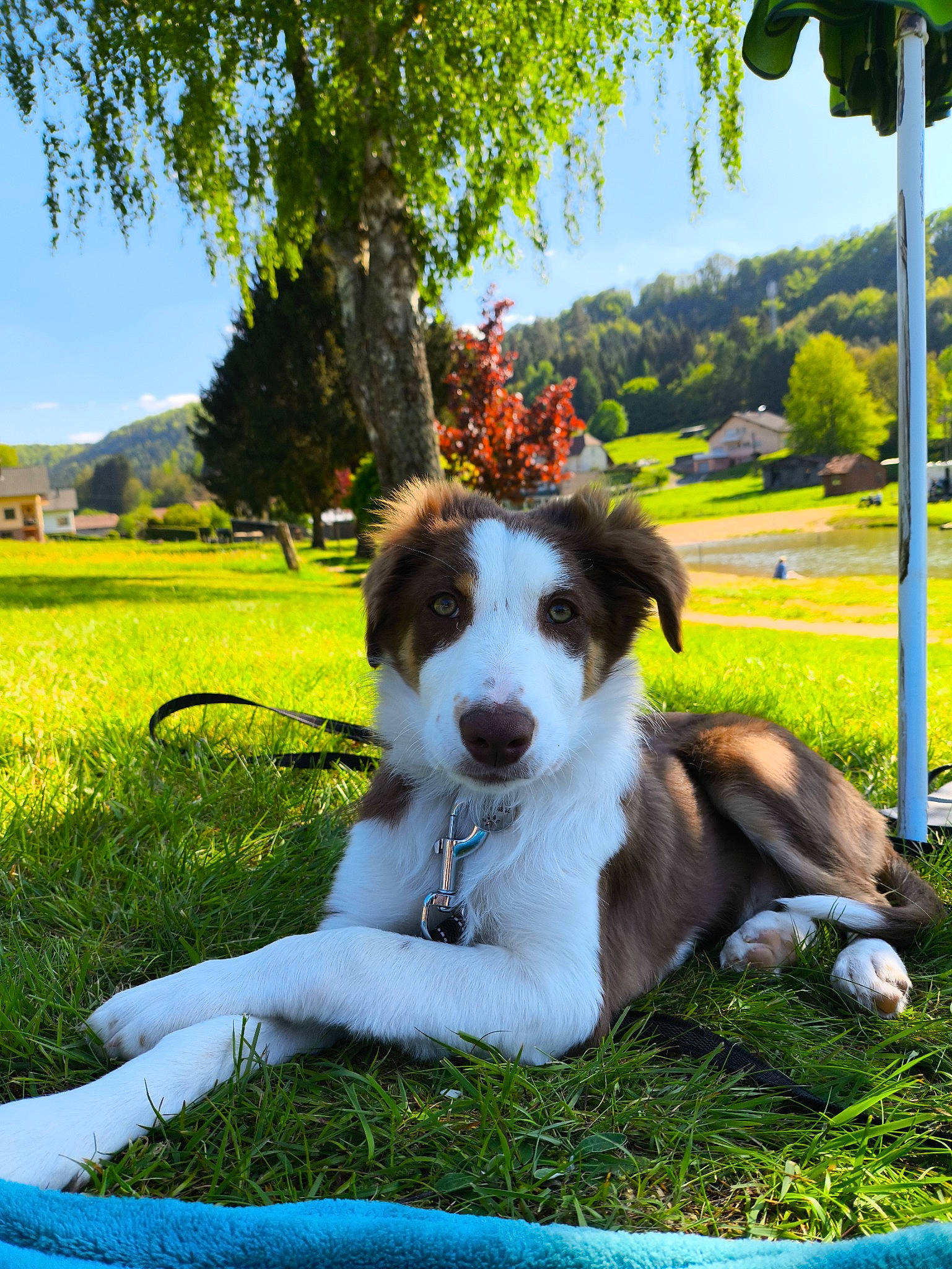 Apollo a rejoint le concours — aidez-le/la à gagner de superbes lots ! canidae, carnivore, chair, collar, companion_dog, dog, dog_breed, fawn, grass, grassland, green, landscape, lawn, leisure, pasture, plant, sky, street_light, tail, tree