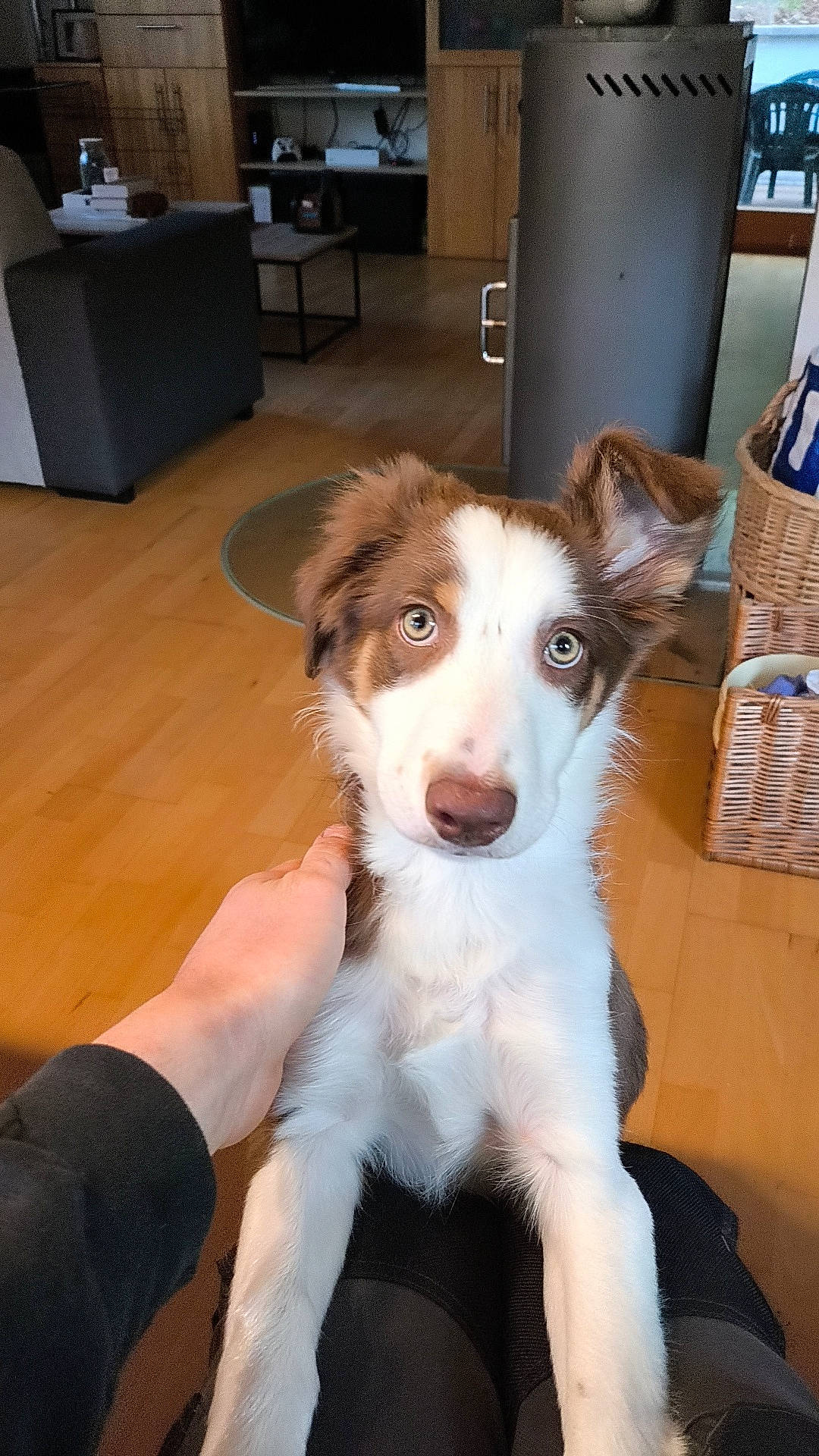 Apollo participe au concours pour gagner de l'argent avec cette photo : ancient_dog_breeds, cabinetry, canidae, carnivore, chair, companion_dog, cupboard, dog, dog_breed, drawer, flooring, fur, hardwood, herding_dog, sporting_group, wood, wood_flooring, working_animal, working_dog