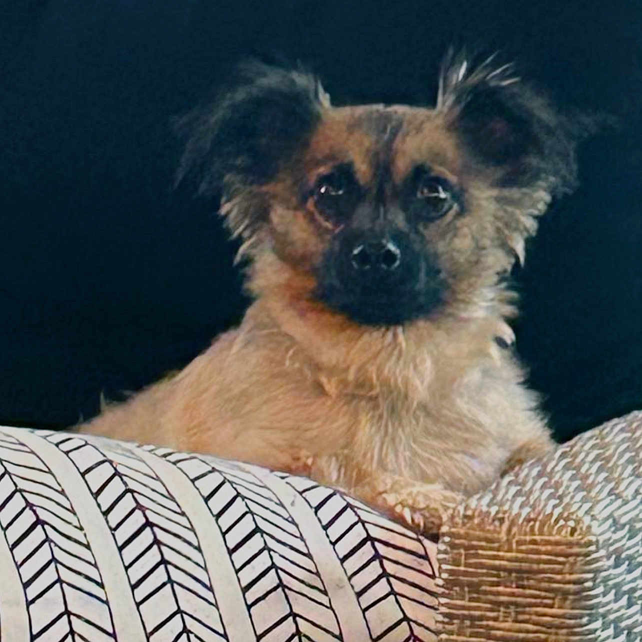 Hoggy is registered to the contest to win money with this photo: animal, comfort, couch, dark_background, dog, ears, eyes, face, fluffy, fur, indoor, nose, patterned_pillow, pet, pillow, relaxed, sitting, small_dog, window, woven_armrest