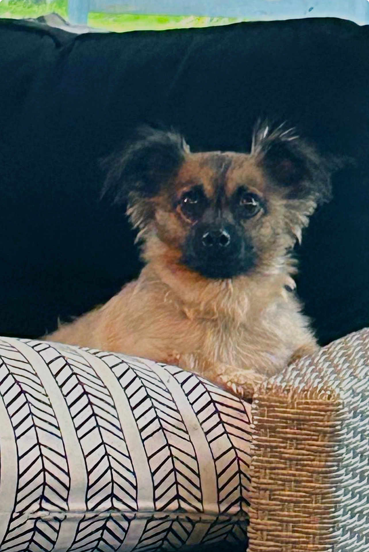 Hoggy is registered to the contest to win money with this photo: dog, small_dog, fluffy, ears, animal, pet, couch, pillow, patterned_pillow, woven_armrest, indoor, window, dark_background, relaxed, sitting, fur, face, eyes, nose, comfort