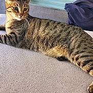 Asticote participe au concours pour gagner de l'argent avec cette photo : cat, tabby, feline, pet, animal, indoor, lounging, striped, whiskers, alert, fur, ears, window, fabric, cozy, relaxed, domestic, cute, mammal, resting