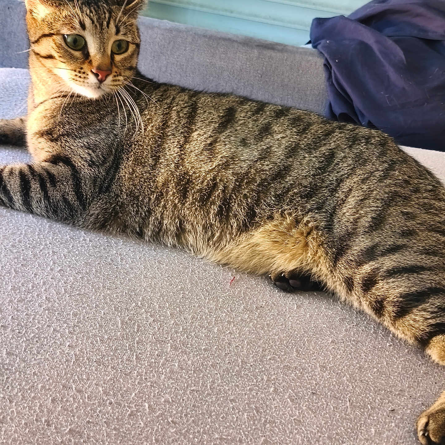 Asticote participe au concours pour gagner de l'argent avec cette photo : cat, tabby, feline, pet, animal, indoor, lounging, striped, whiskers, alert, fur, ears, window, fabric, cozy, relaxed, domestic, cute, mammal, resting