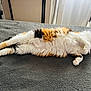 Naya participe au concours pour gagner de l'argent avec cette photo : cat, calico, fluffy, pet, sleeping, relaxed, indoor, bed, blanket, feline, animal, cozy, resting, fur, whiskers, paw, window, home, soft, comfortable