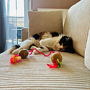 Naya participe au concours pour gagner de l'argent avec cette photo : cat, calico, couch, toy, string, feathers, indoor, window, curtain, natural_light, relaxing, pet, feline, cozy, furniture, playful, soft_texture, home, animal, paw