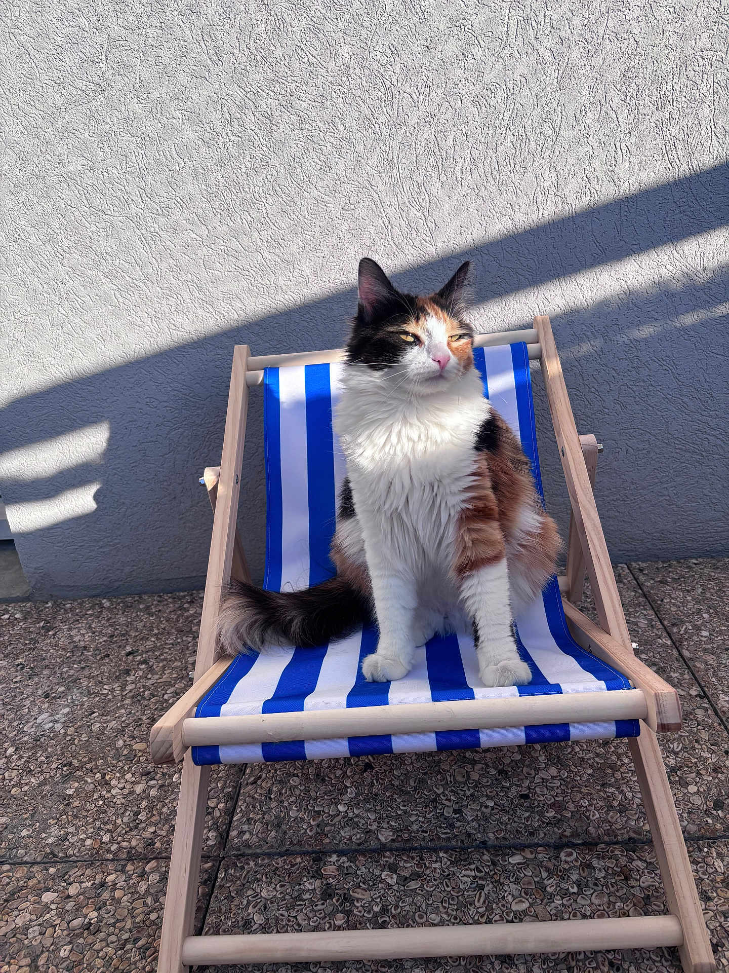 Naya a rejoint le concours — aidez-le/la à gagner de superbes lots ! cat, calico_cat, deck_chair, blue_stripes, white_stripes, outdoor, sunlight, shadow, wall, textured_wall, pet, feline, fluffy, sitting, relaxed, animal, nature, daylight, portrait, leisure