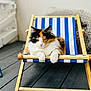 Naya participe au concours pour gagner de l'argent avec cette photo : cat, calico_cat, deck_chair, striped_fabric, wooden_frame, relaxed, fluffy_fur, patio, floor, indoor, pet, animal, resting, feline, white, orange, black, cute, cozy, comfortable