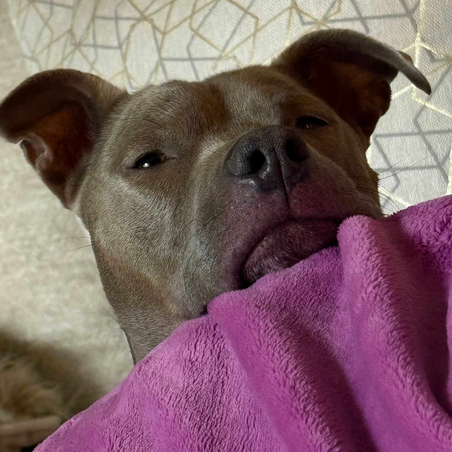 Eevee joined the competition — help win amazing prizes! animal, blanket, bulldog, canine, couch, cushion, dog, frenchbulldog, furniture, homedecor, hound, linen, person, pet, pitbull, puppy, purple, quilt, snout, towel