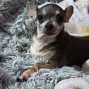 Lucy Jane Voils joined the competition — help win amazing prizes! animal, bed, blanket, chihuahua, companion, cozy, cute, dog, domestic_animal, ears, face, fur, indoors, paw, pet, relaxed, resting, small_dog, snout, soft